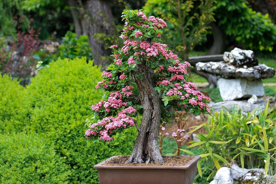 https://cdn.pixabay.com/photo/2018/02/02/15/48/bonsai-3125717_960_720.jpg