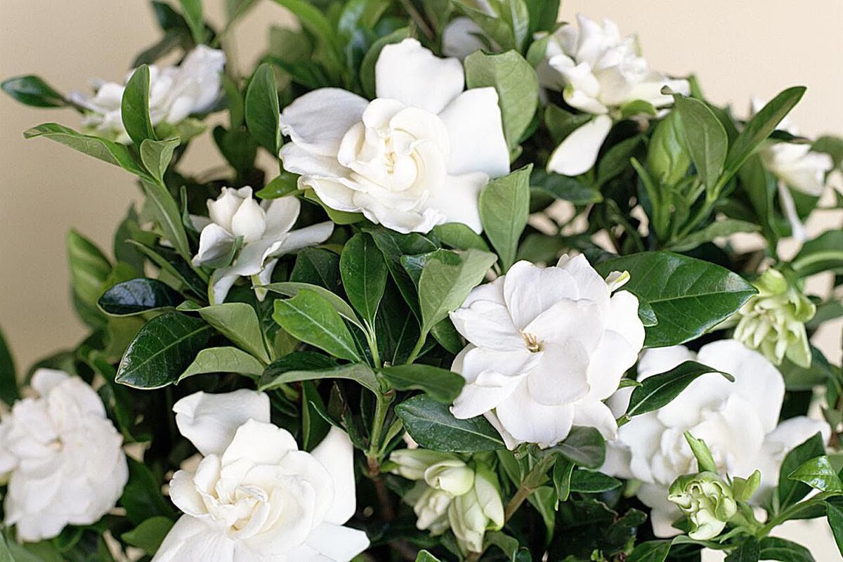 Гардения жасминовидная (gardenia jasminoides)