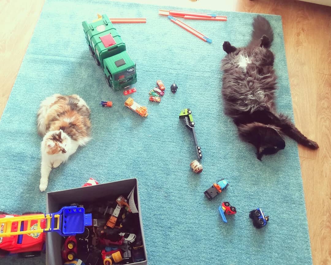 1621) 01.05.2016. - Кошечка Тильда (теперь Алиса) уехала домой! (фото из дома)