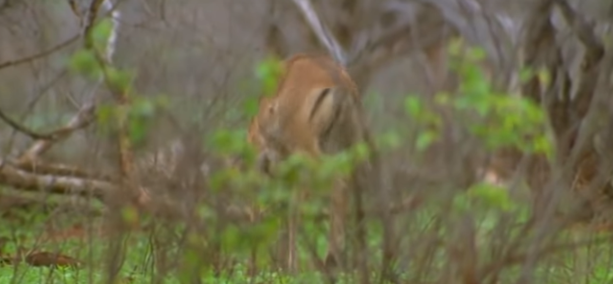 гепард обозначил цель