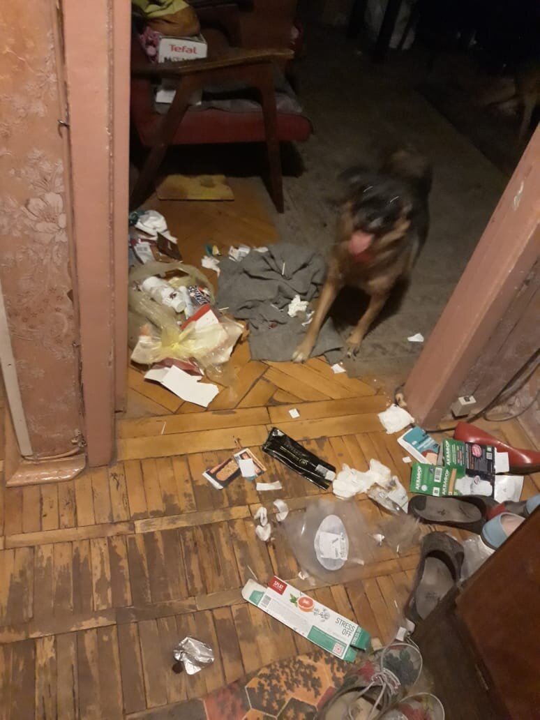 Нэлли, приют солнцево