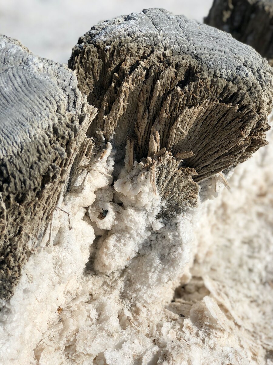 Единственный обитатель руин