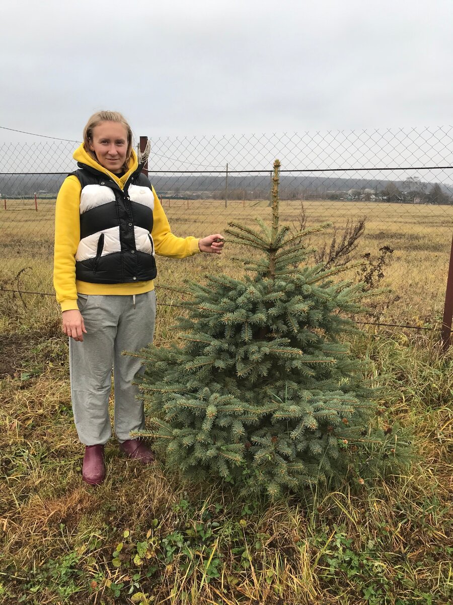 Елка уже почти с меня ростом(170см). Покупали мы ее высотой около 30см