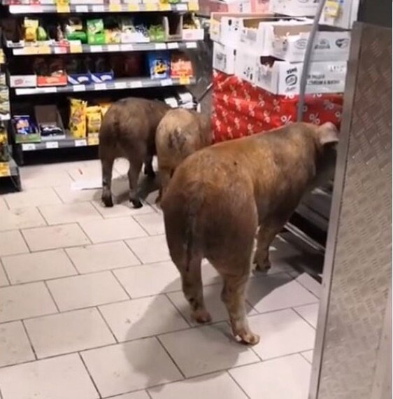 Свиньи в магазине