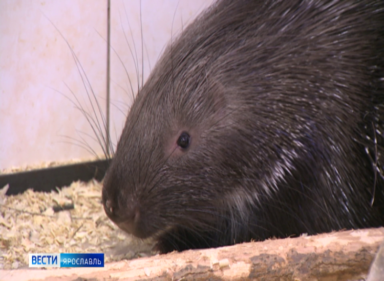 крысята дамбо 2 месяца. мышь домовая серая. серая большая крыса пасюк. крысы крысы. мордочка крысы.