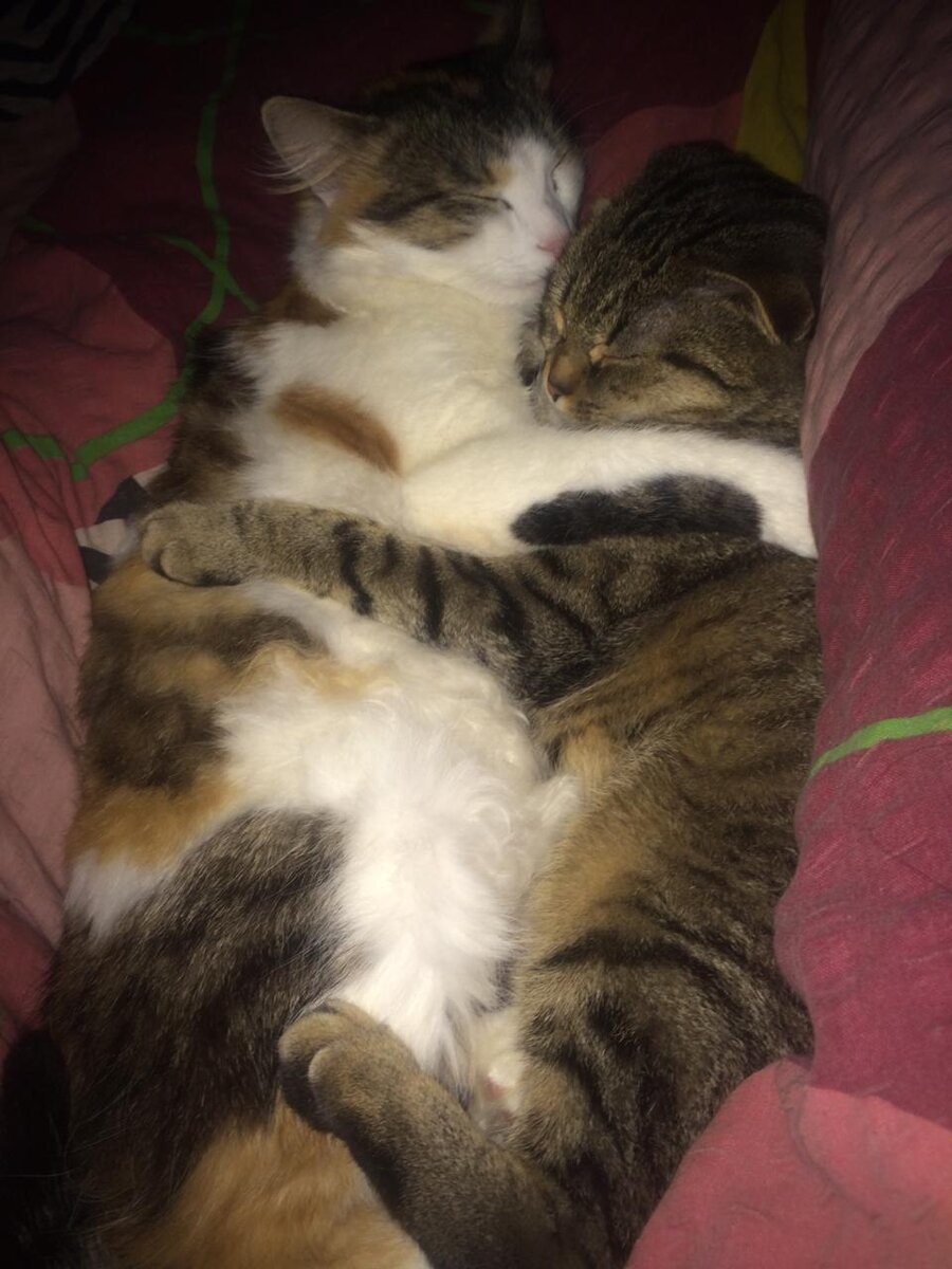 Кошка Марфа и Ева♥