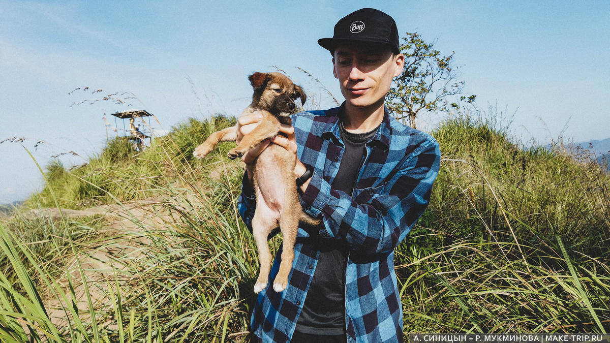 Песики на Шри-Ланке в почете, а вот кошек на острове почему-то не любят