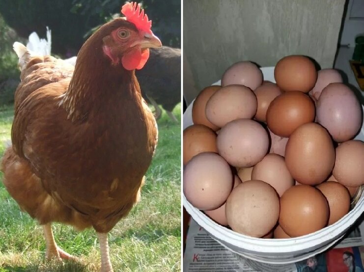 Кура несущая крупные яйца. Хайсекс Браун яйцо. Несушки Ломан Браун. Ломан Браун куры с яйцами. Куры Ломан Браун яйценоскость.