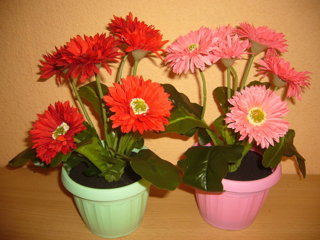 8 Марта близко, лучшие Комнатные цветы в Горшках, по моему мнению, которые стоит подарить своим Близким и Любимым