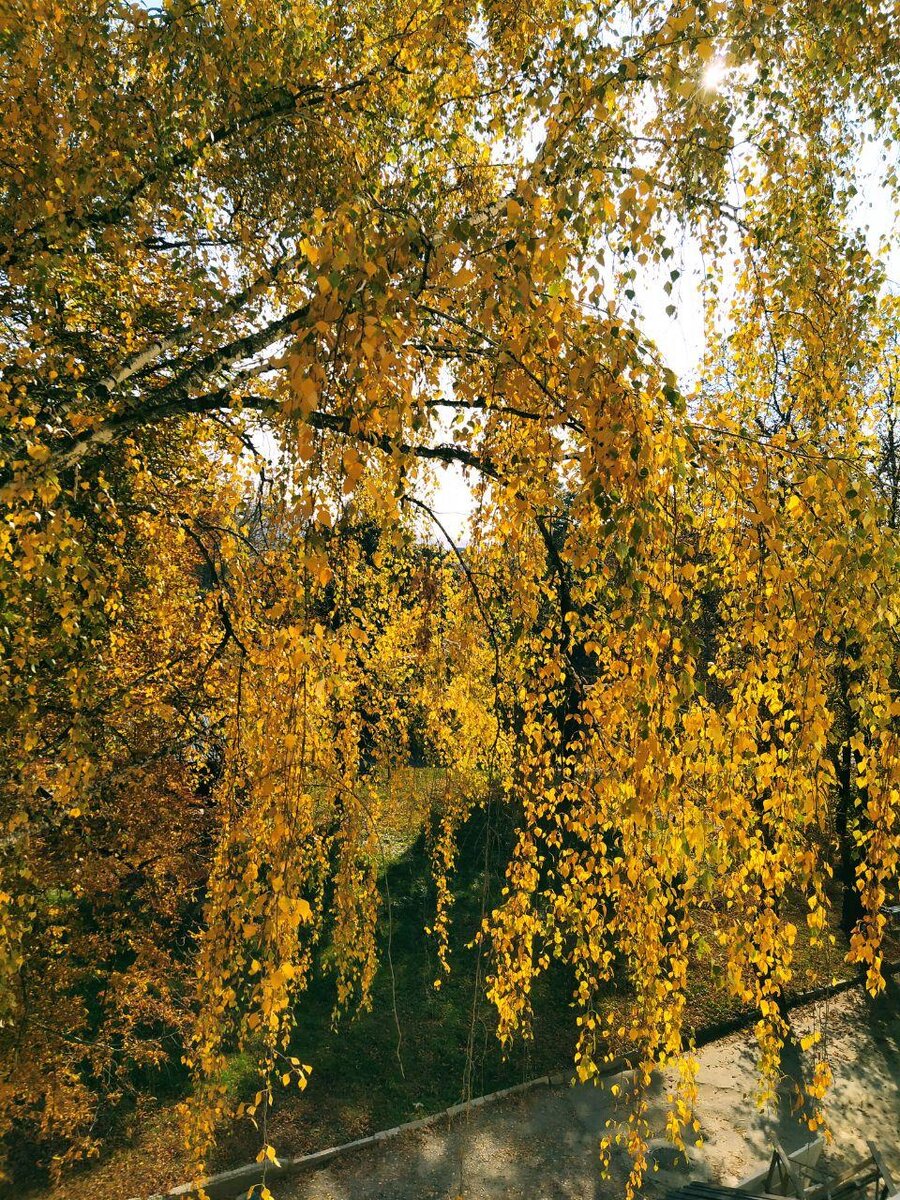 Вид из палаты