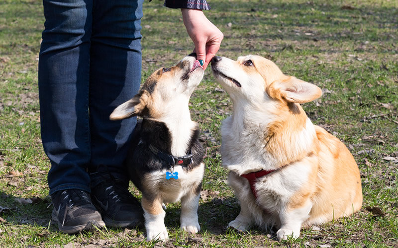 Маленькие крекеры и несладкое печенье прекрасно подходят для повседневной работы.  Фото: А. Смирнов