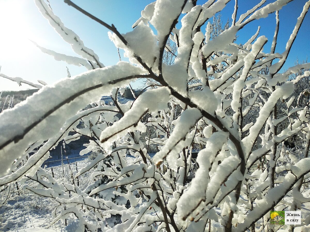 Фундук в снегу