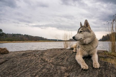 Собака отдыхает. Фото взято для наглядности с depasitfotos 