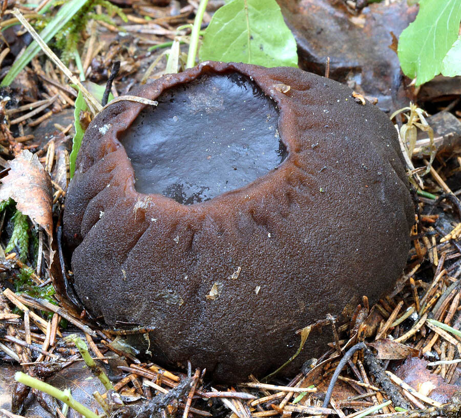 Гриб саркосома описание. Саркосома шаровидная Sarcosoma globosum. Гриб Саркосома. Сорко с шаровидная гриб. Молодильный гриб Саркосома шаровидная.