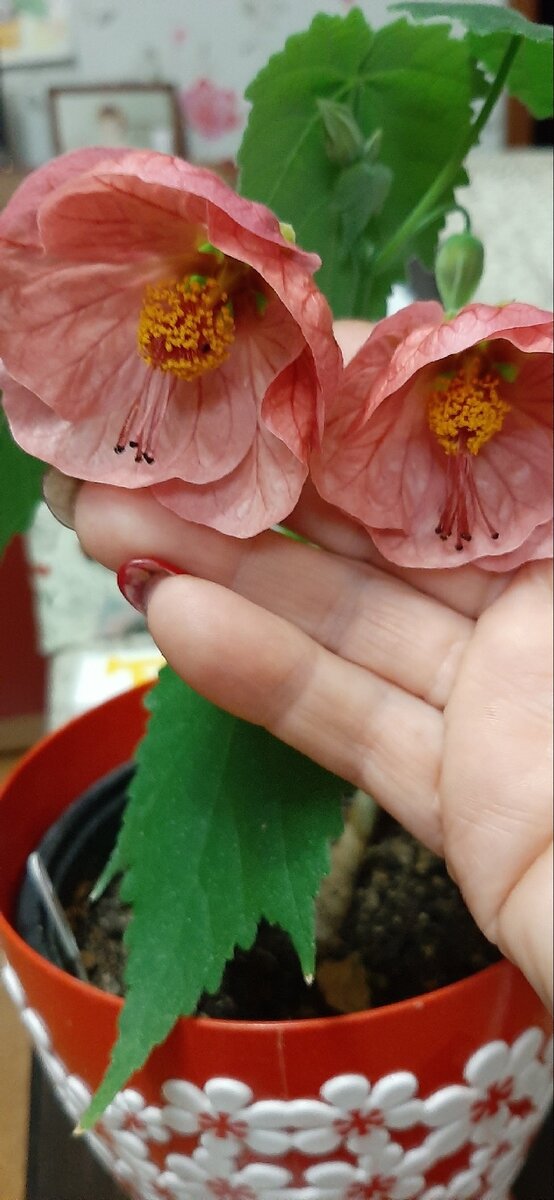 Такой он у меня