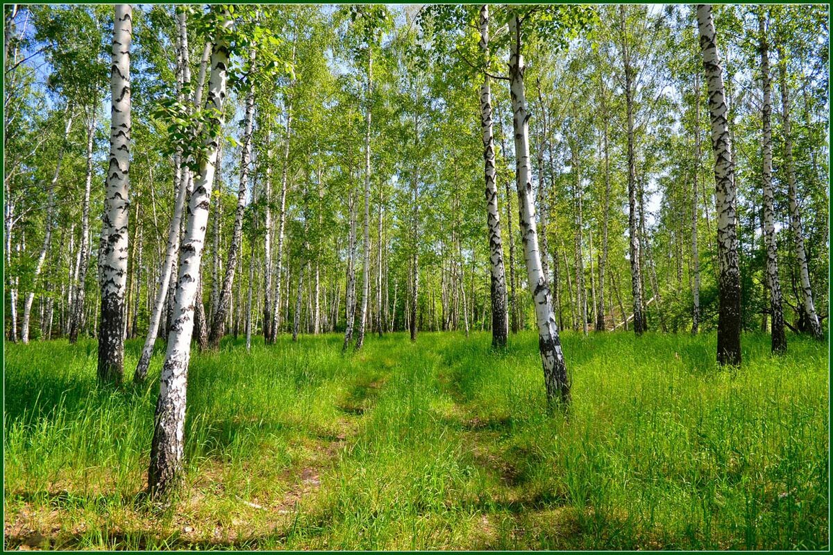Такие березы уже не подойдут для заготовки сока - листьев быть не должно.