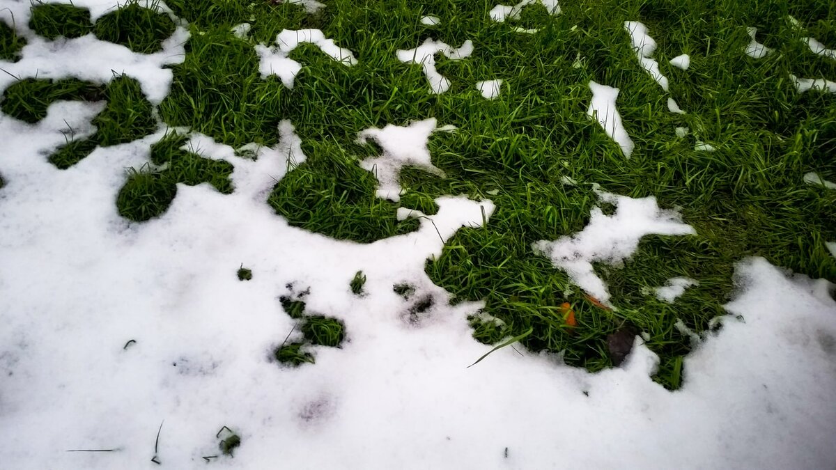 Яндекс картинки