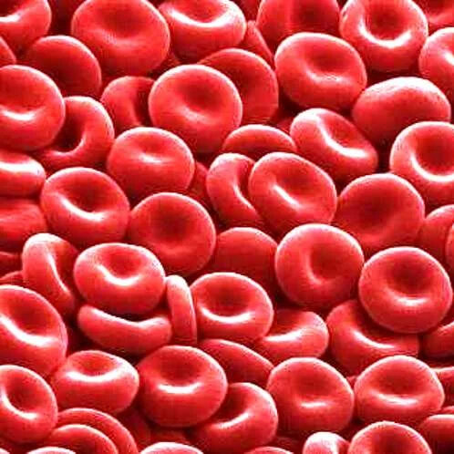 красные клетки крови