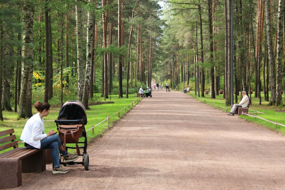 парк сосновка в питере