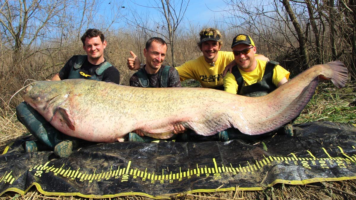 Сом живет лет. Самый большой сом пойманный в мире рекорд Гиннесса.