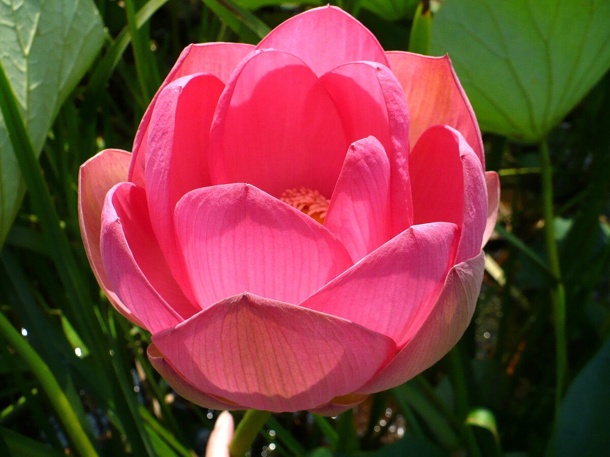 Фото предоставлено Астраханским заповедником