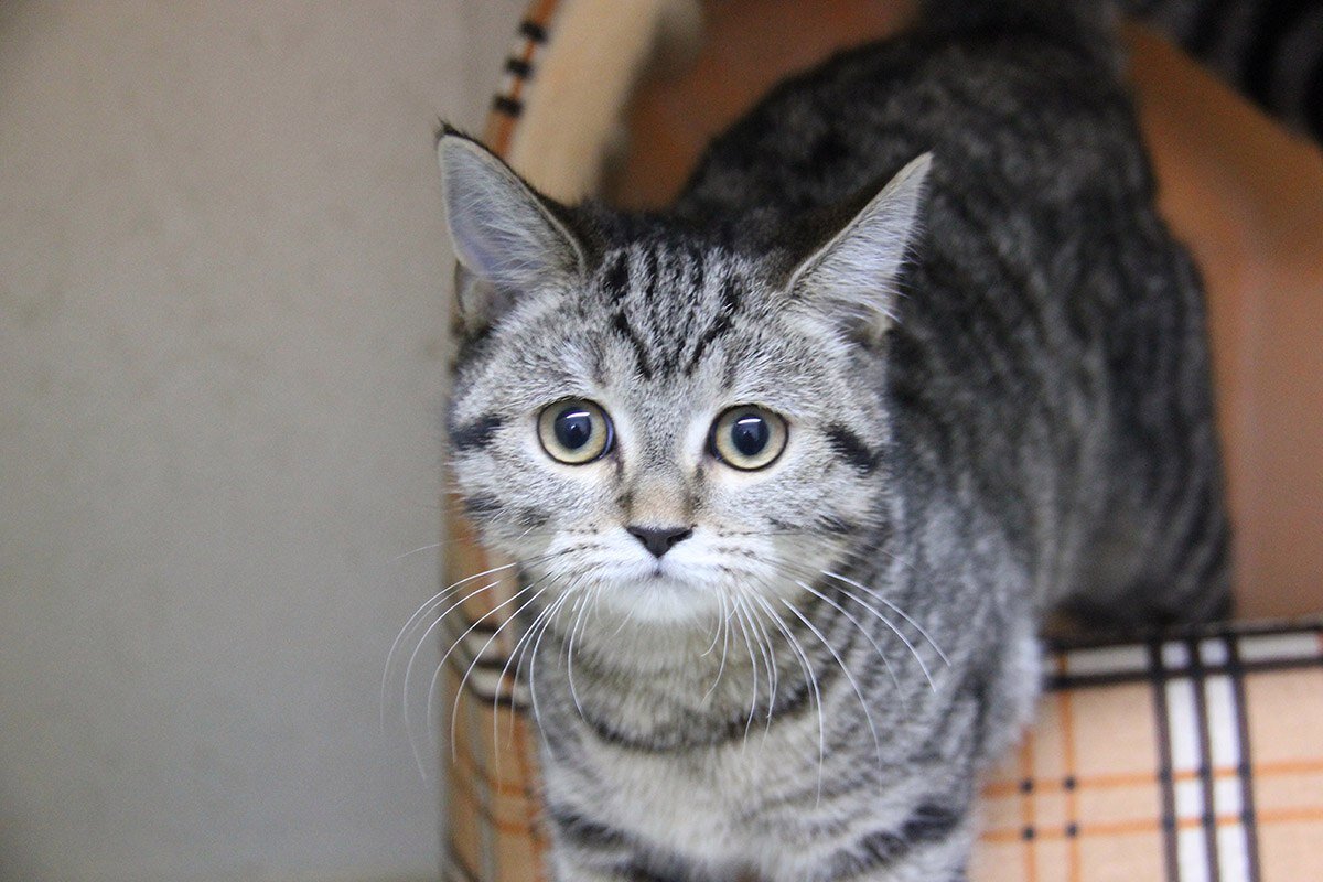 Гость отеля для кошек Кошкин Домик