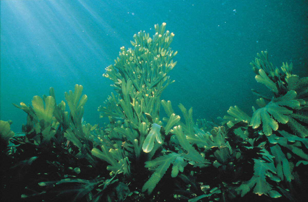 Морские водоросли содержат