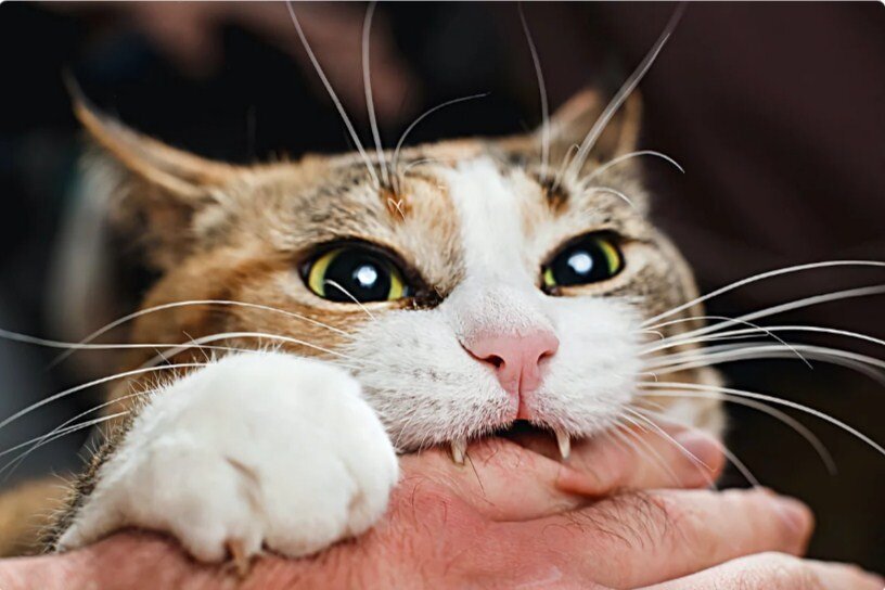 Как отучить кошку кусать руки и ноги: 5 советов | gafki.ru | Дзен