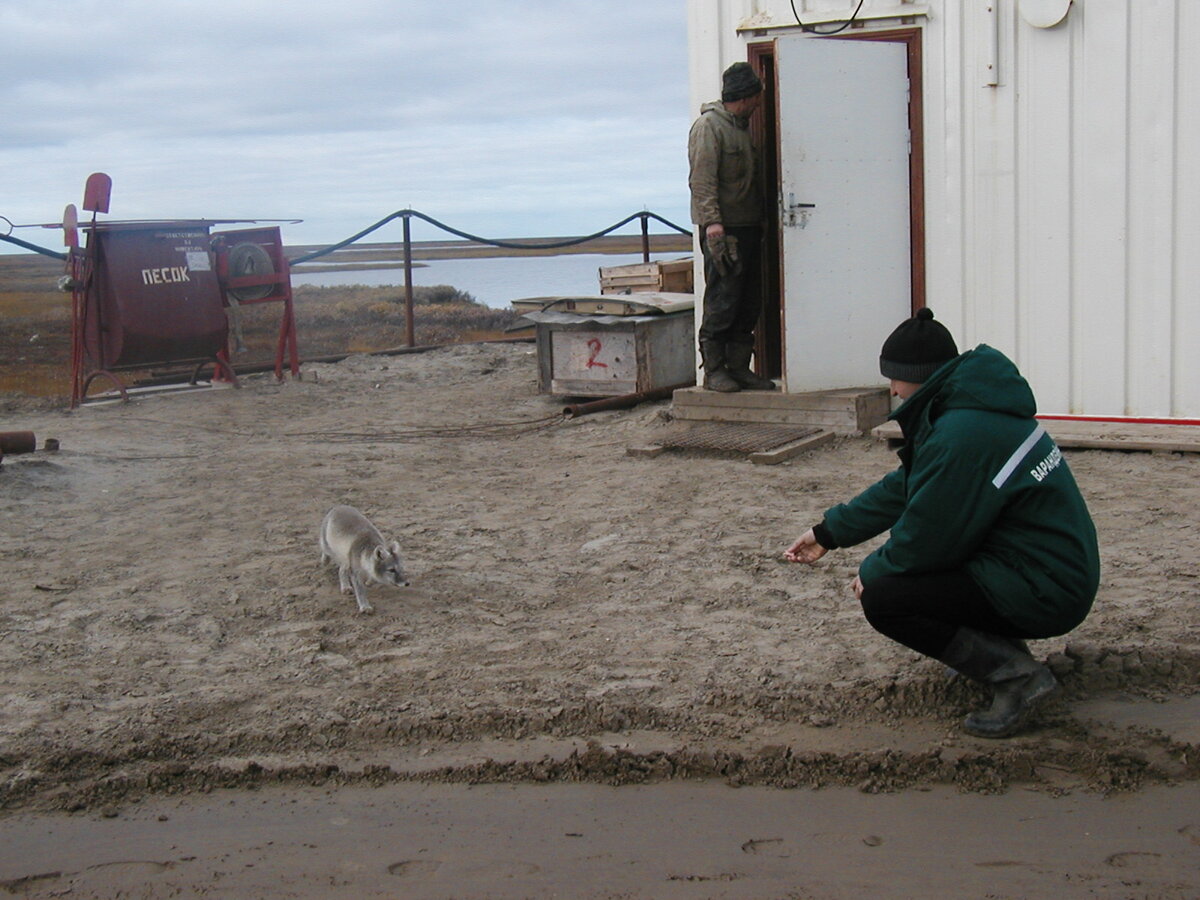 Кормить песцов запрещено. Много было случаев, когда они кусали людей