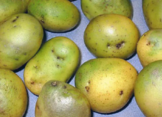 Содержит высокий уровень соланина.