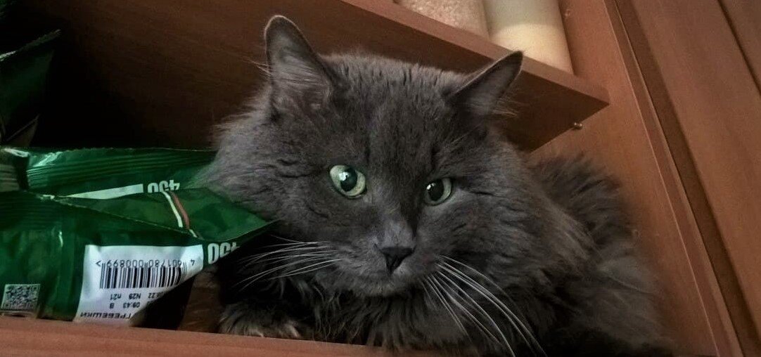 Не доверяйте усатым, а то они могут устроить диктат в вашем доме.