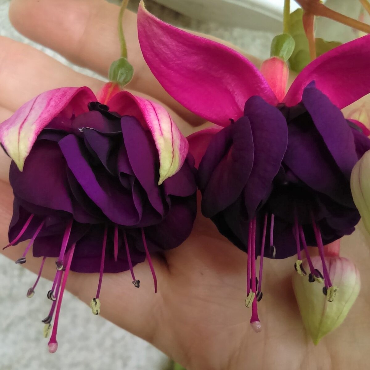 Фуксия Peter Peter's