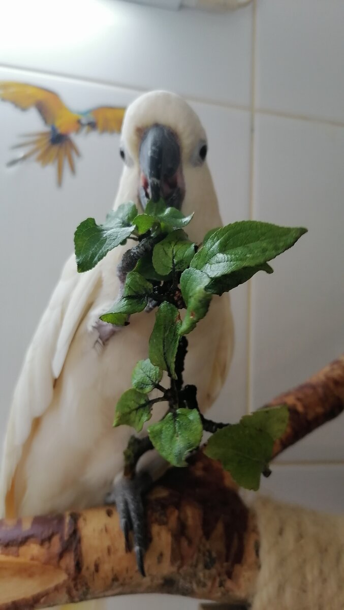 Какаду кушает яблоневую веточку