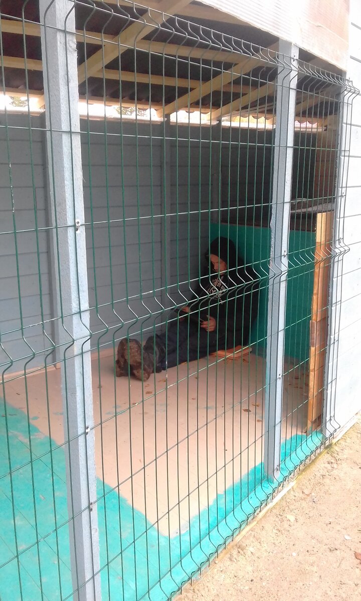 Папаша сторожит покой хаски)))