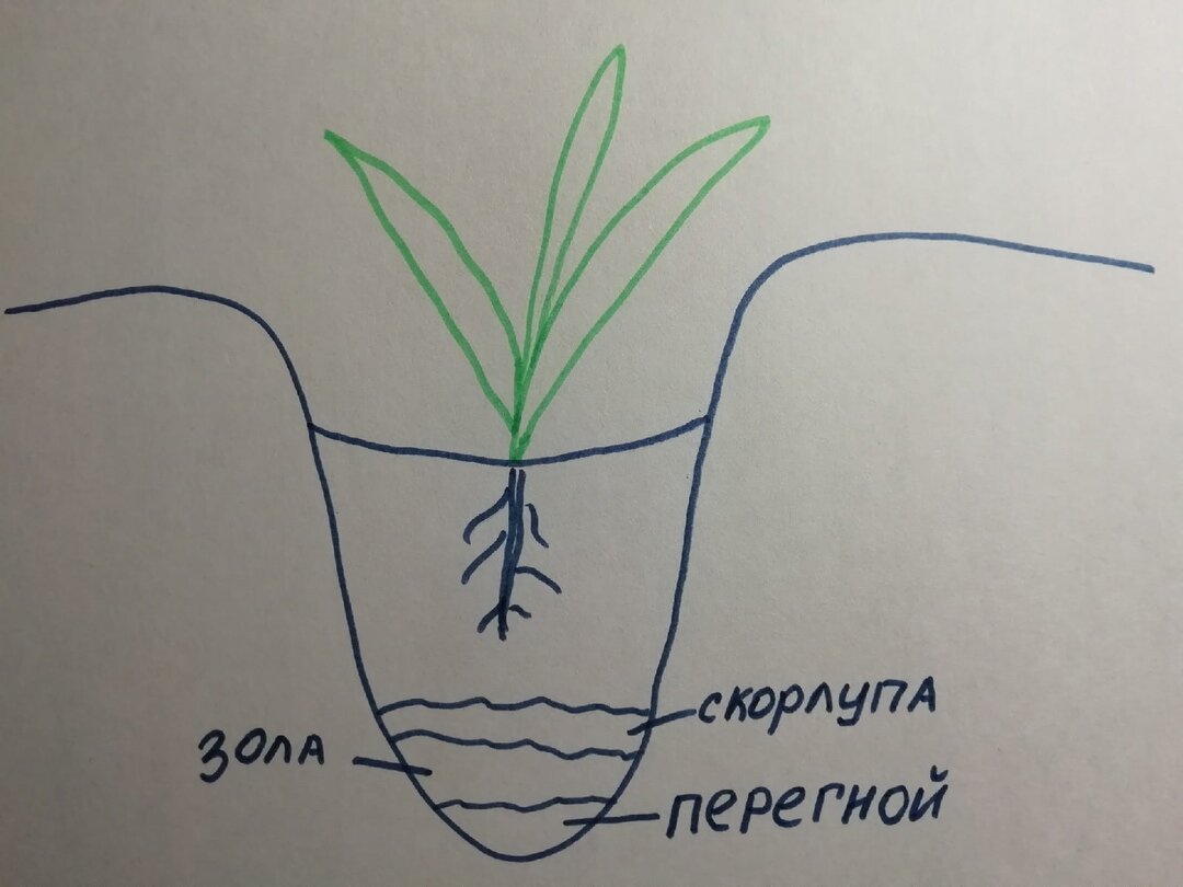 Помощник сынуля изобразил схему посадки капусты😊