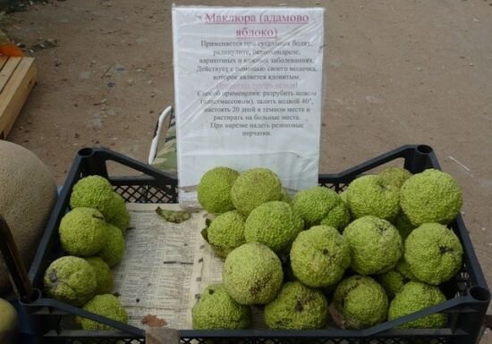 Вот так продают маклюру