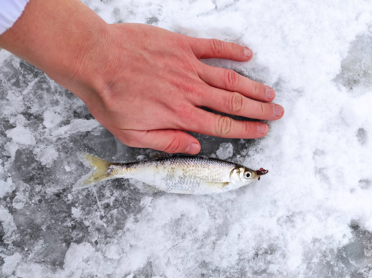 Когда мы ловим рыбу, важен не совсем не цвет мормышки