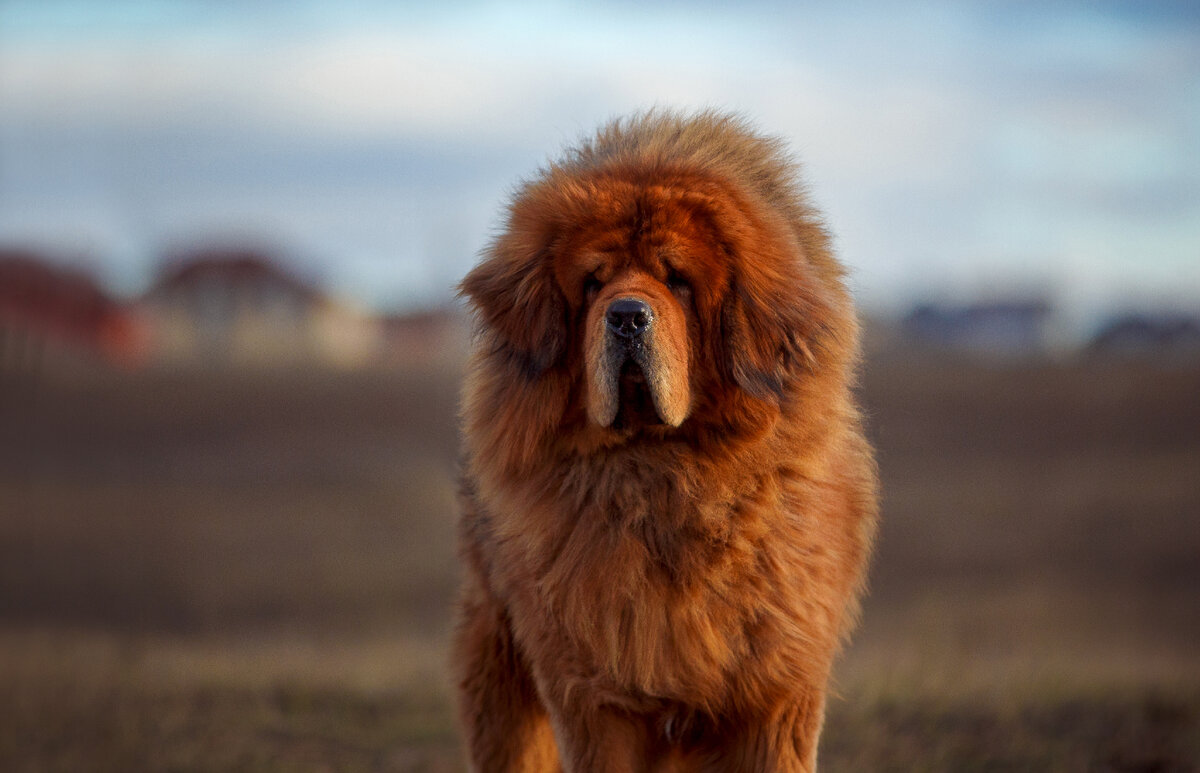 Тибетский мастиф: характеристики 🐕 породы, фото