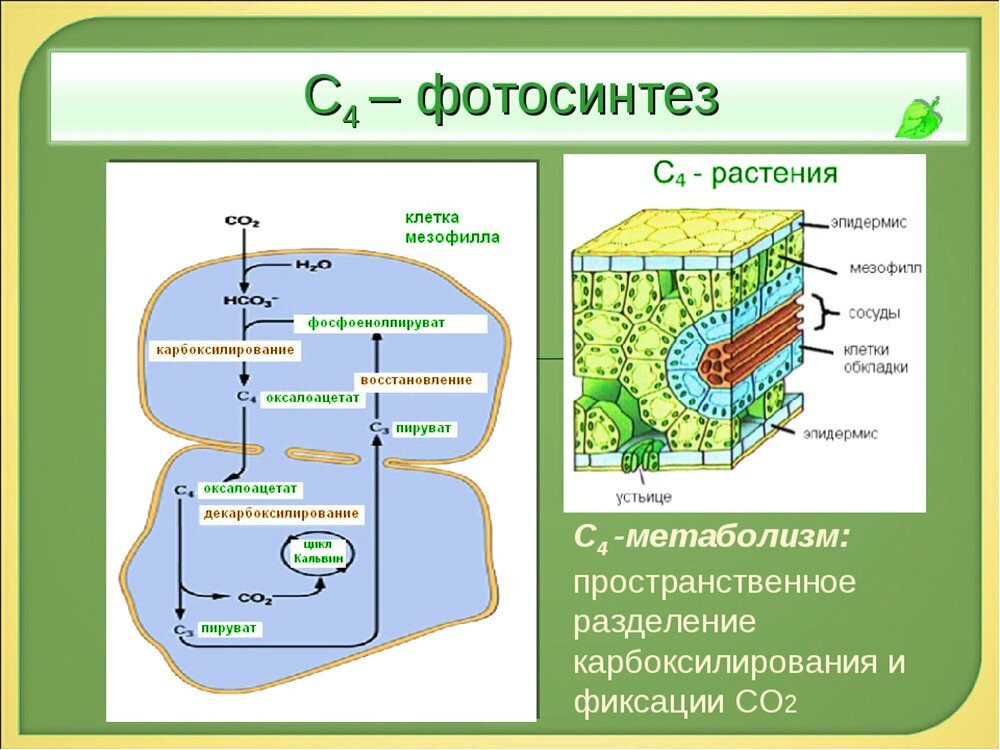 Фотосинтез происходит в клетках содержащих хлорофилл. Фотосинтез с4 путь хэтча Слэка. Строение листа с4 растений. С4-путь фотосинтеза (цикл хетча — Слэка). С4 путь фотосинтеза клетки.