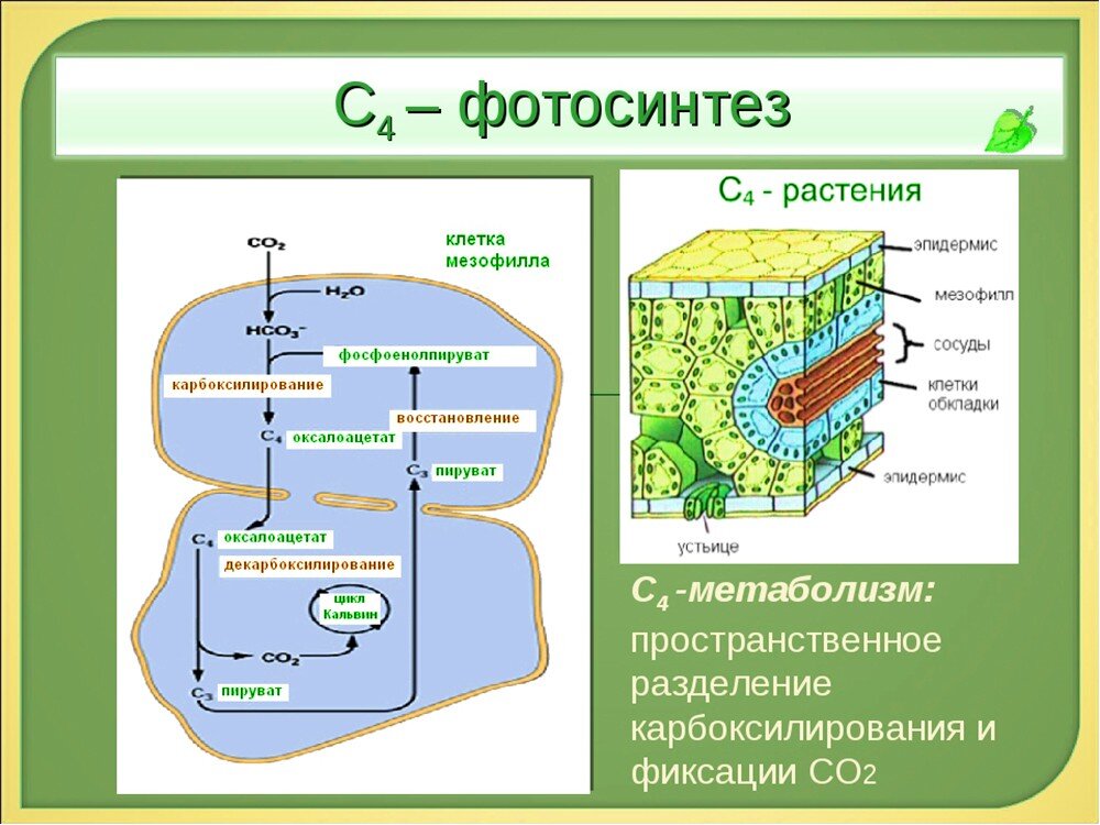 Фотосинтез в клетках растений осуществляется в