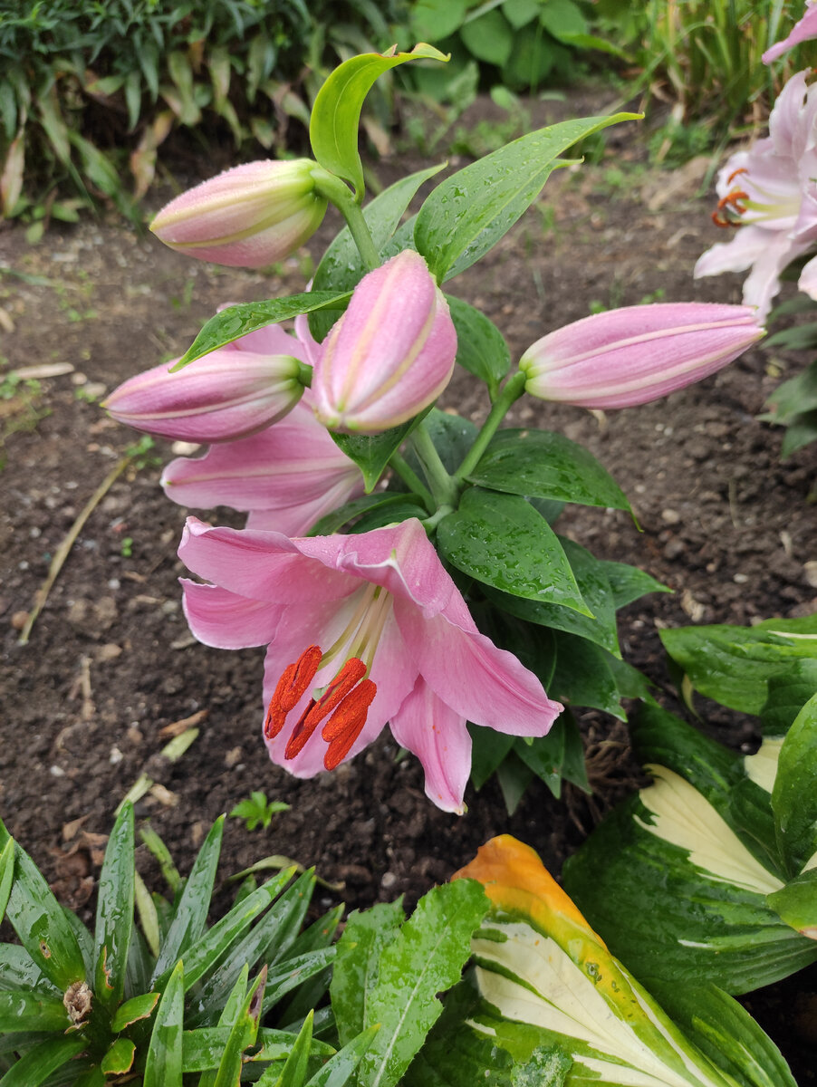 Восточный гибрид дварф лилии Димпл Сувенир