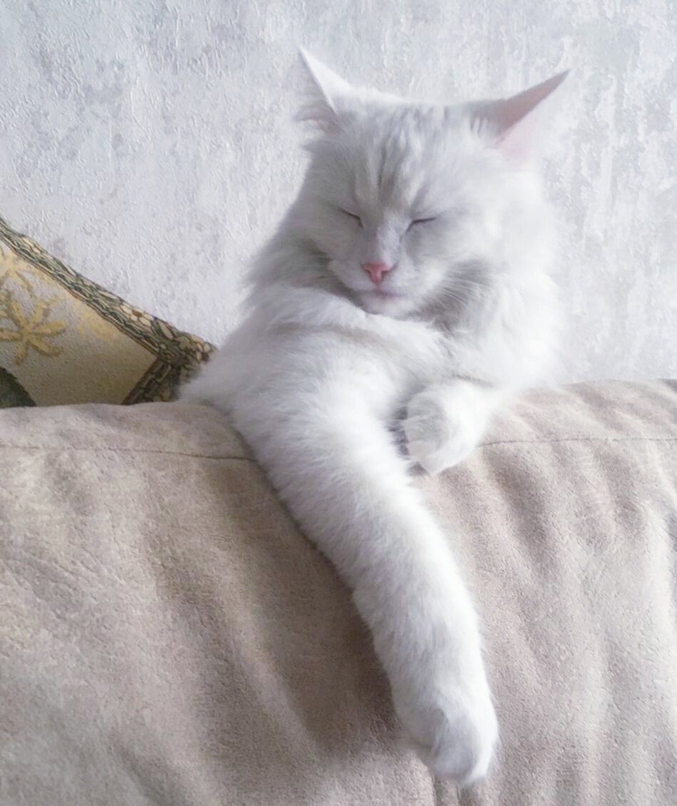 Муизза кошка. Кошка муиза. Абиссинская кошка белая с разными глазами. Кошка муиза. Кошка муся белая.