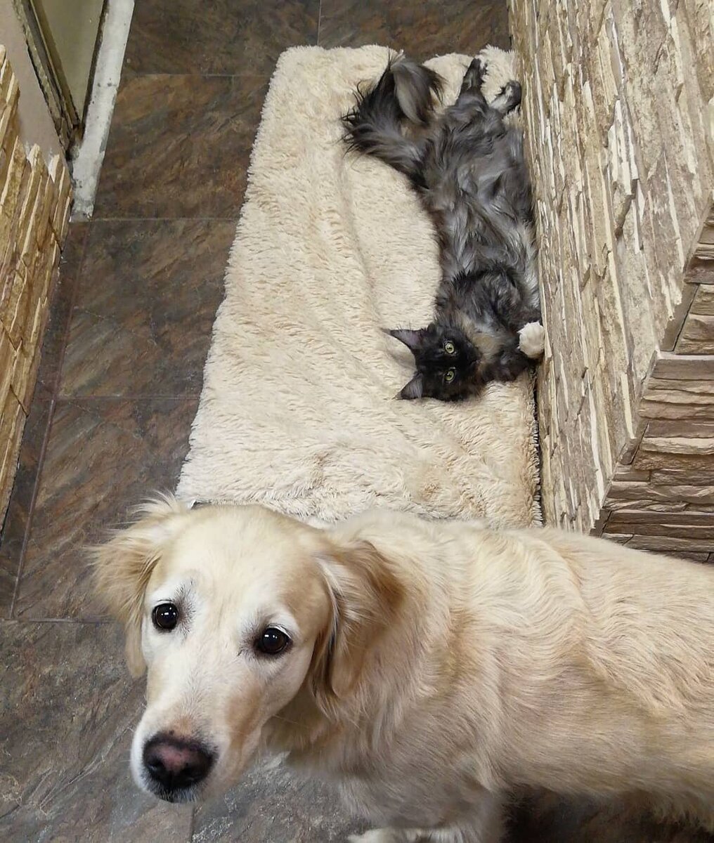 Никины глаза, когда эта наглая морда отжала её лежак