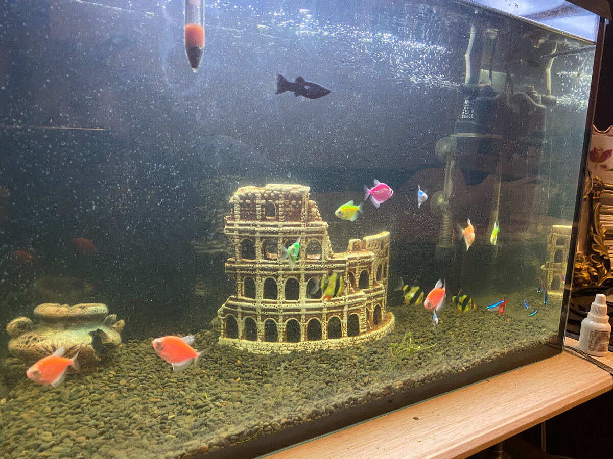 Декорации уже потом поставили. На фото: Барбус, Тернеция ГЛО, Неон обыкновенный, Моллинезия.