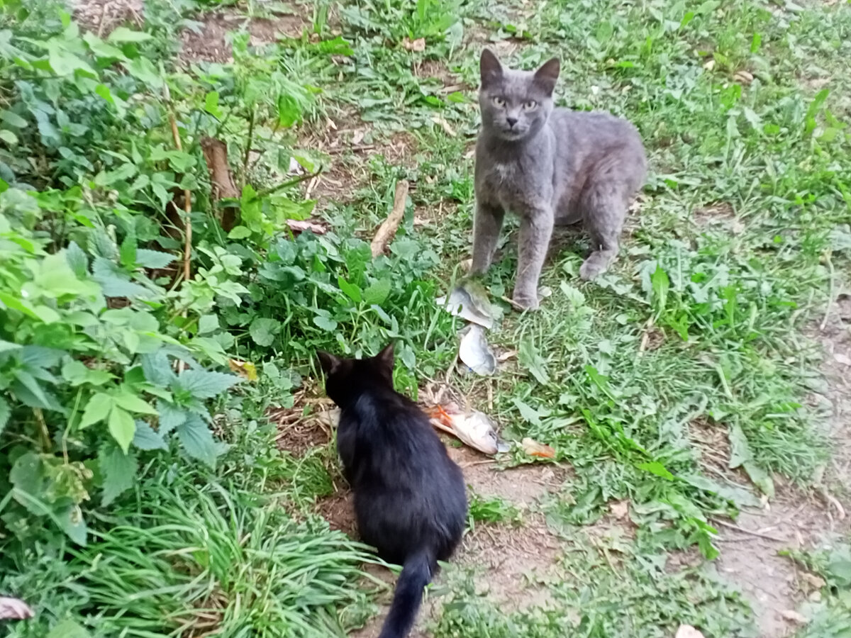 коты не дерутся, а делят друг с другом доставшиеся гостинцы