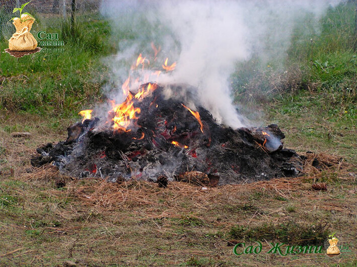 Сжигание ботвы  - больше вреда, чем пользы.