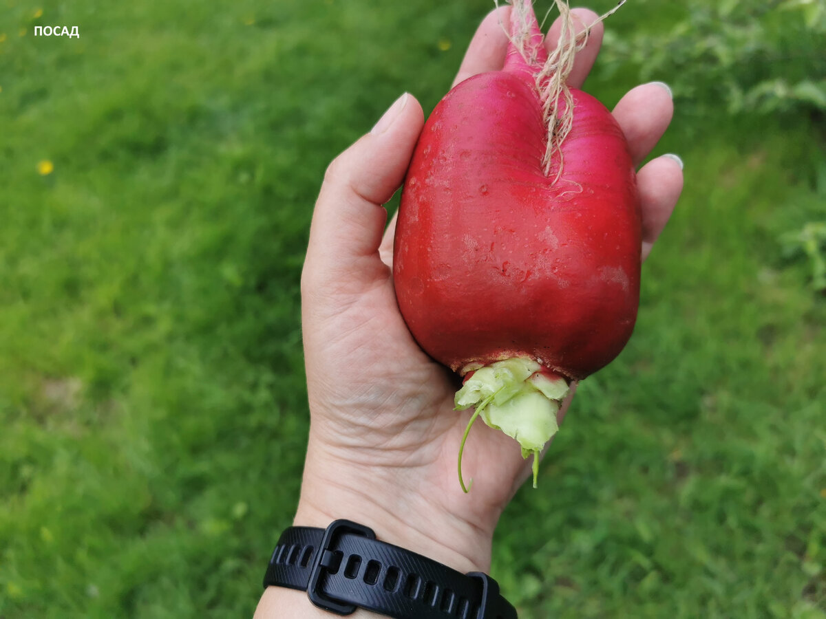 Выросла редиска большая-пребольшая!