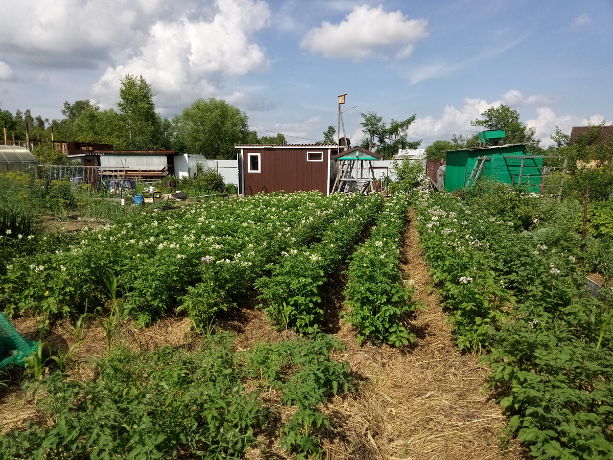 Картофель в цвету, в междурядьях - солома.