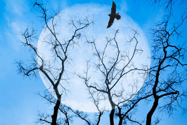 Фото : Getty Images 