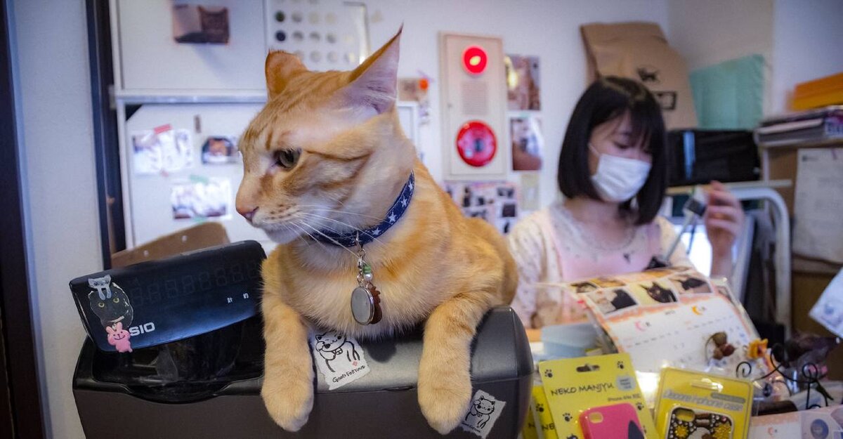 Кот приветствует у входа в кошачье кафе